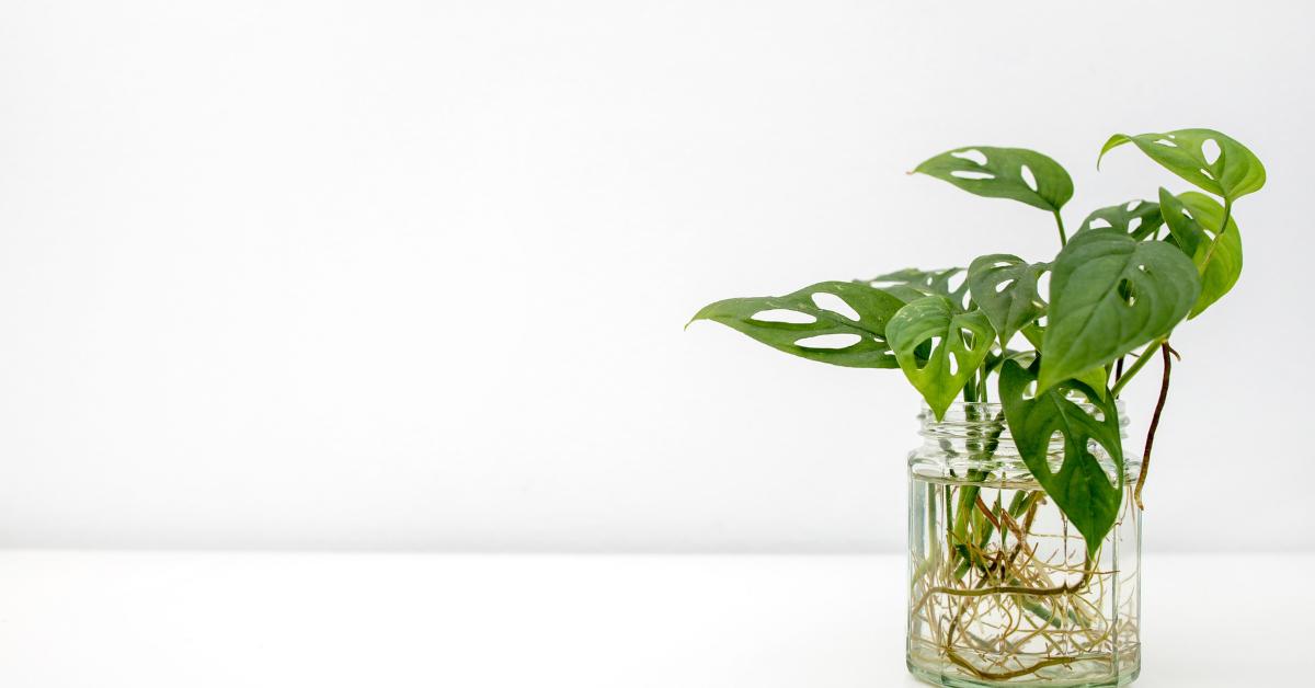 How to Grow A Monstera Adansonii In Water - Planet Houseplant