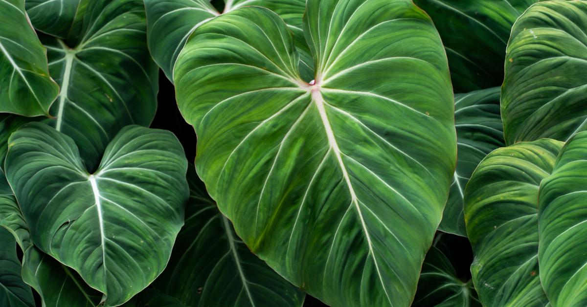 How to Care For Philodendron Gloriosum - Planet Houseplant