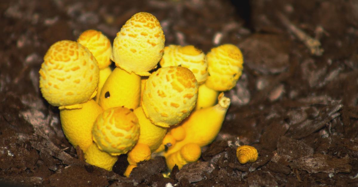 How to Remove/Prevent Houseplant Mushrooms Houseplant