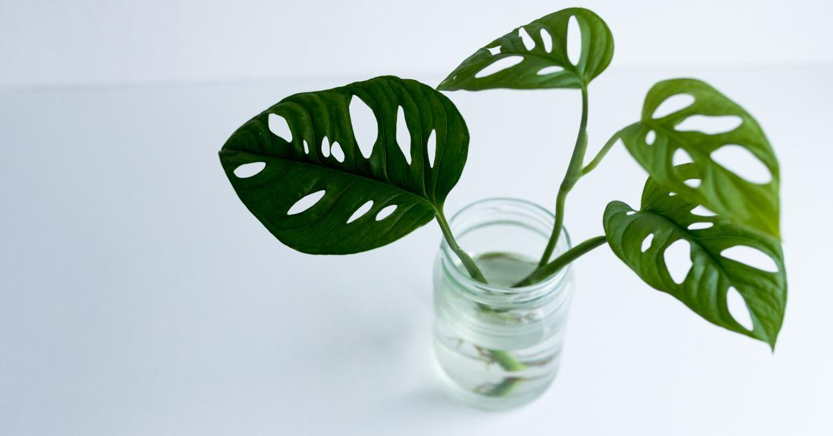 Swiss Cheese vs Monkey Mask Houseplant