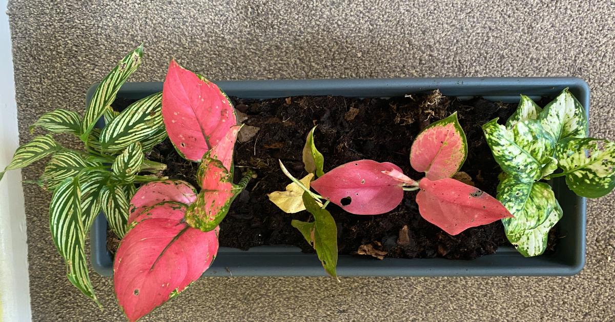 How to Pot Different Houseplant Species Together In The Same Pot