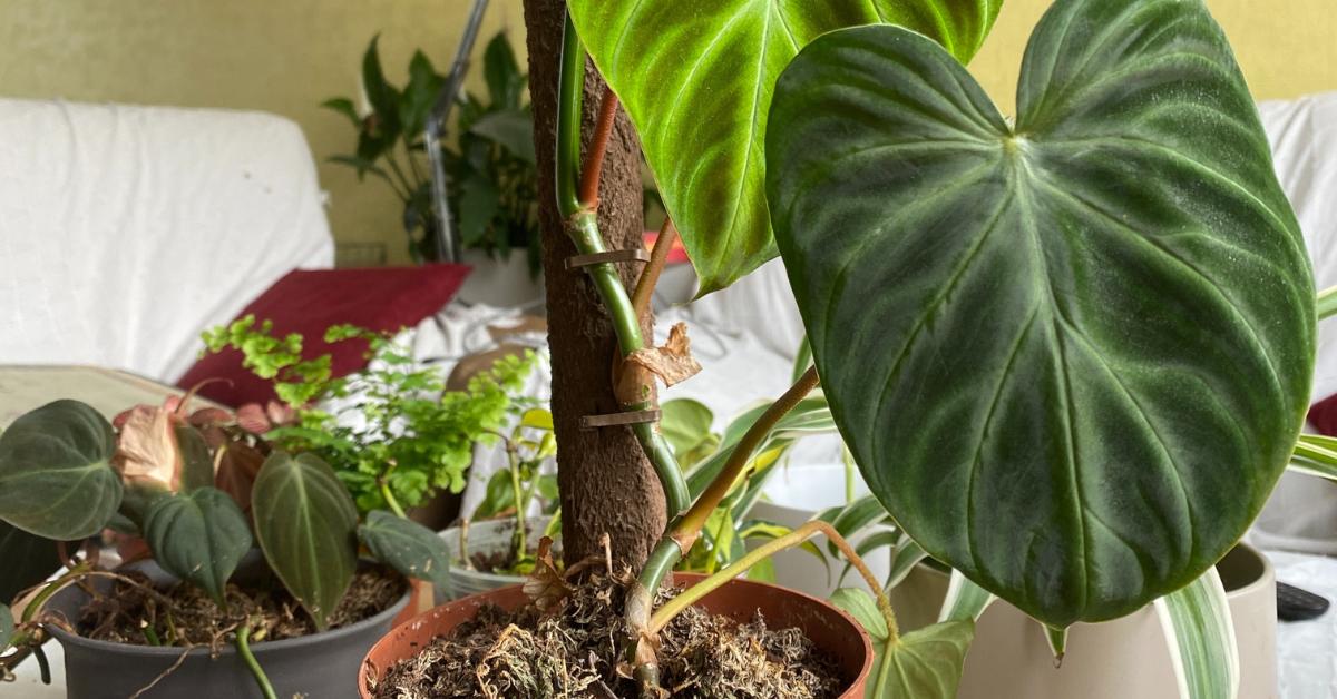 This Is Why There’s A Rotten Egg Smell In Your Houseplants
