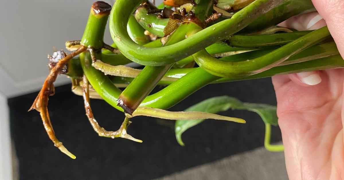 How to Make Cuttings Root Faster In Water Houseplant