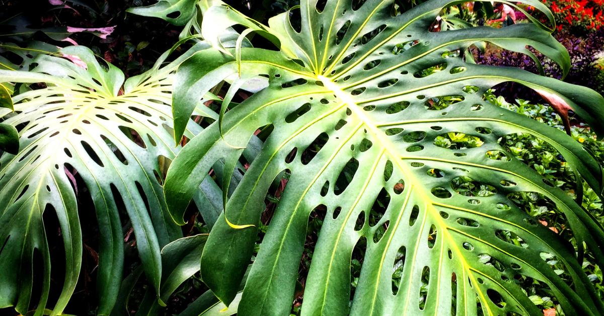 How to Use Grow Lights With Monstera Deliciosa Houseplant