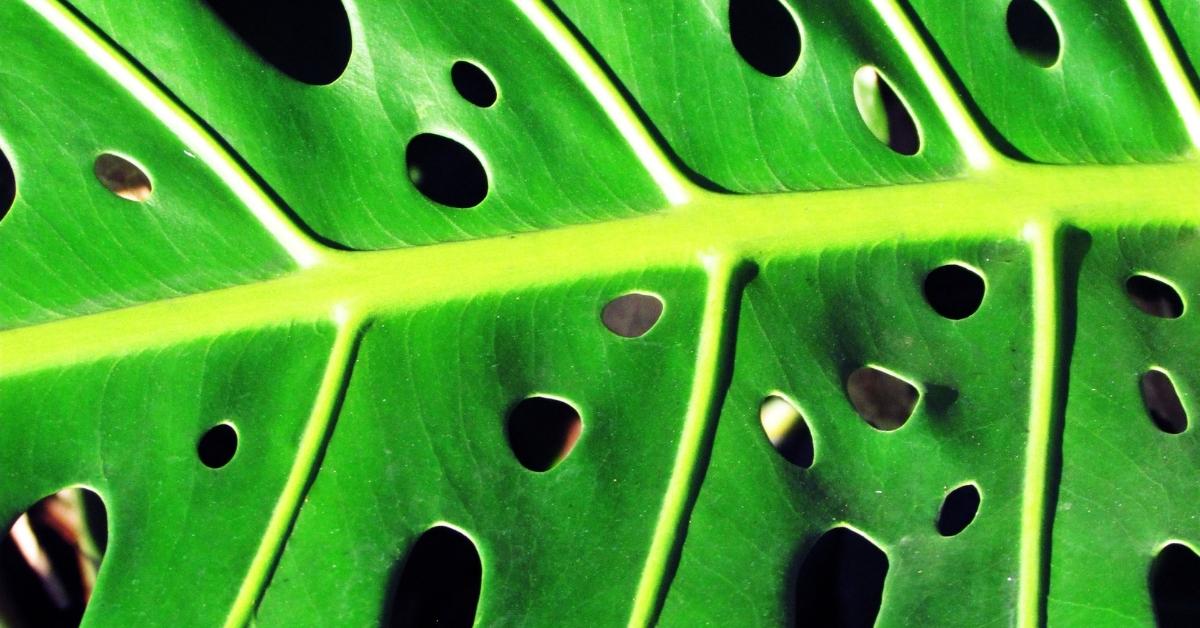 How to Get Fenestrations (Splits & Holes) In Monstera Deliciosa Leaves