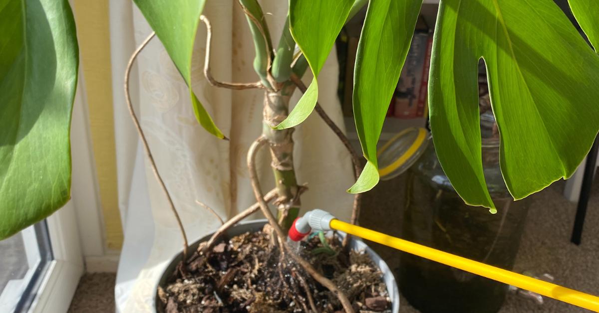 philodendron terrarium Philodendron Florida Beauty | Rare Aroid House Plant