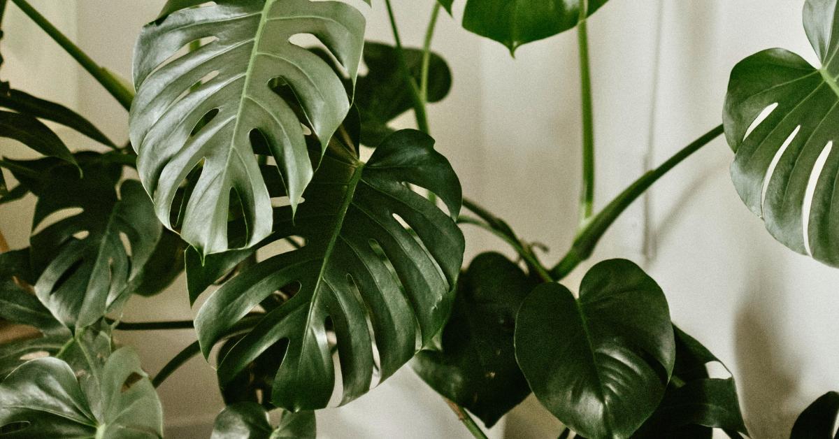 philodendron joepii variegated Philodendron Joepii Variegated (130W027) – Next World Exotics main image 0