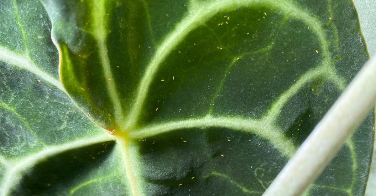 The Houseplant Person's Guide to Thrips - Planet Houseplant