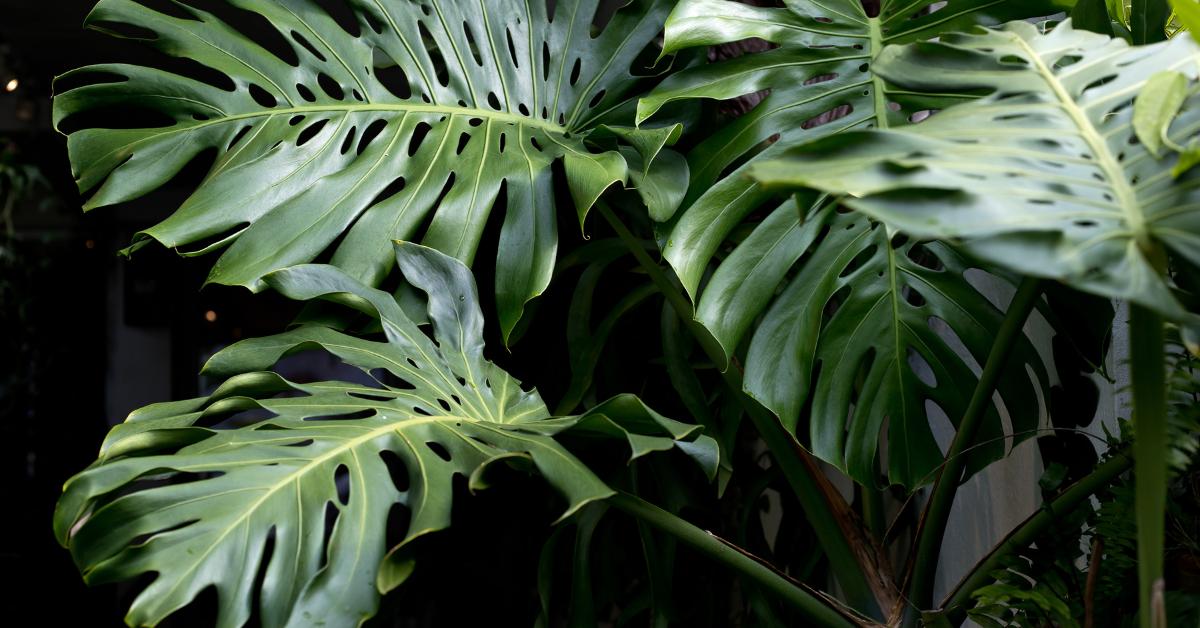 monstera minima kletterpflanze MONSTERA MINIMA online kaufen bei potflourri main image 1