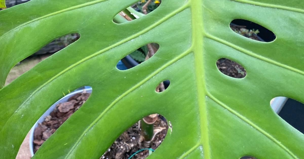 Here's How Long Monstera Deliciosa Can Go Without Water - Planet Houseplant