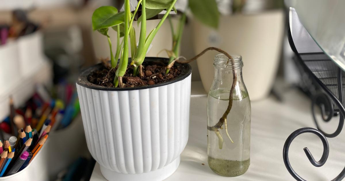 How to Propagate Monstera Deliciosa in Water Houseplant