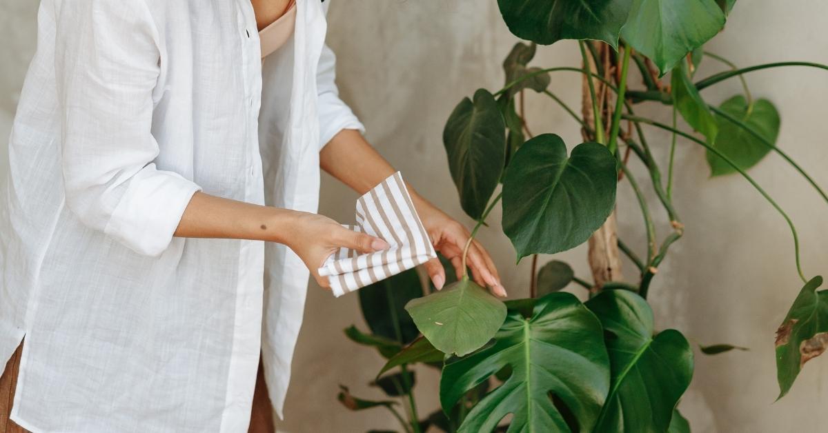 Monstera Deliciosa Winter Care - Planet Houseplant