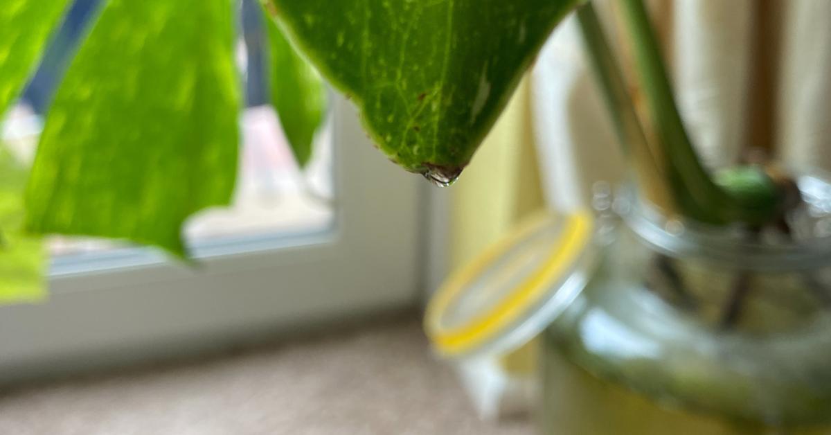 Guttation 101 Why Is My Monstera Deliciosa Dripping Water?