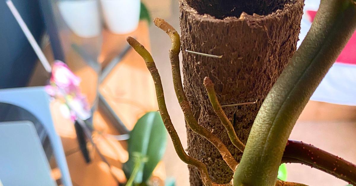 What to Do With Philodendron Aerial Roots - Planet Houseplant