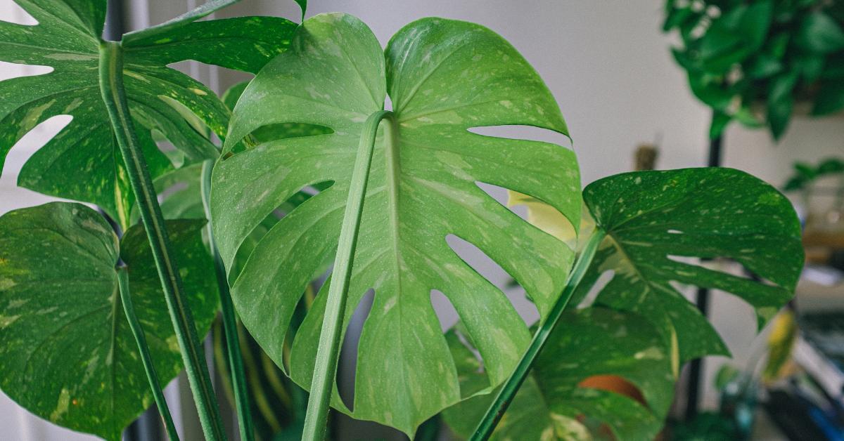 This Is Why Your Monstera Deliciosa's Transparent - Planet Houseplant