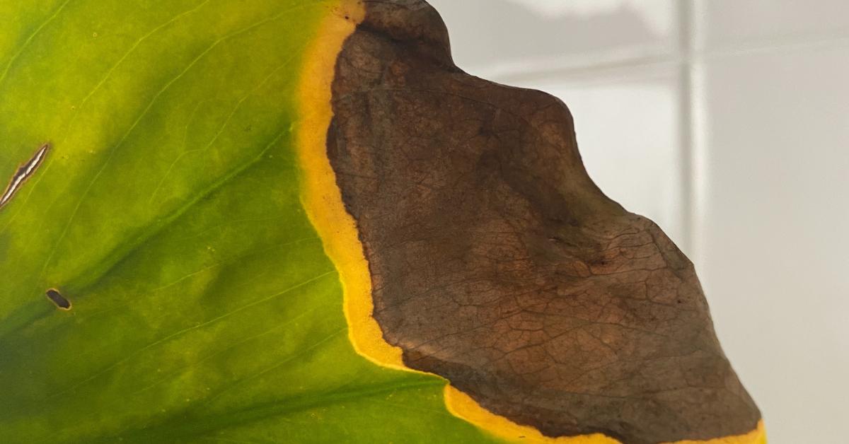 10 Reasons There Are Black Spots On Your Monstera Leaves