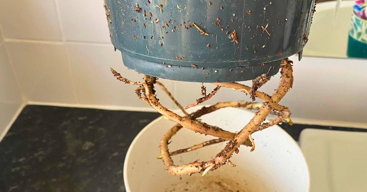 Cutting Monstera Roots WON’T Kill The Plant (But There Are Guidelines