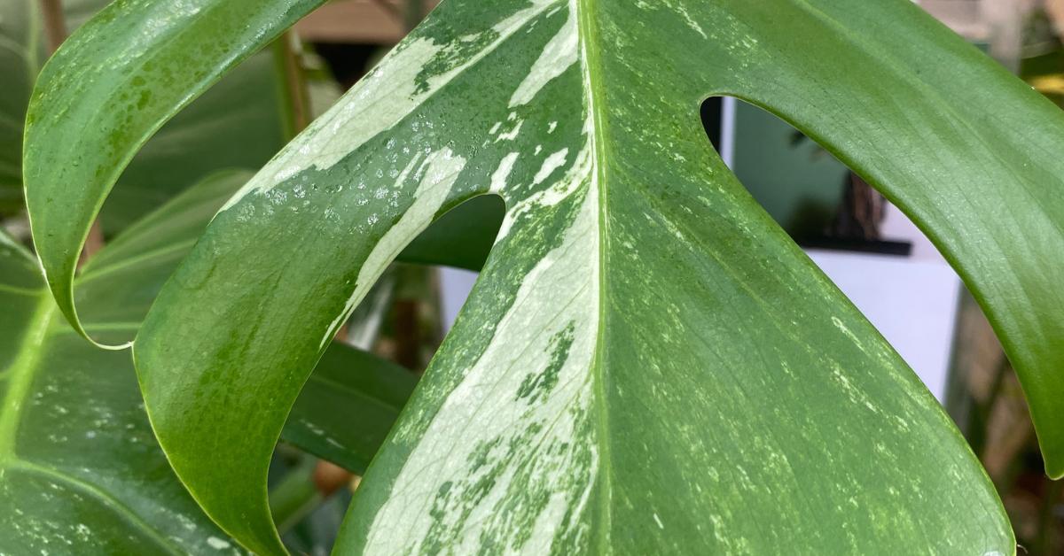 How to Fertilise Monstera Deliciosa - Planet Houseplant