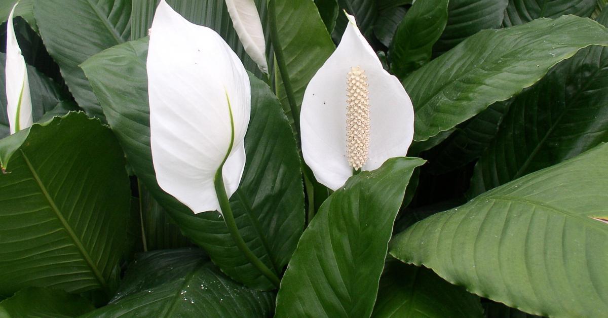 Do Peace Lilies Need Support? Houseplant