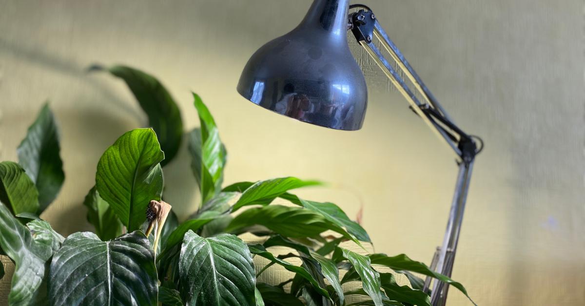 Grow Lights For Peace Lilies - Planet Houseplant