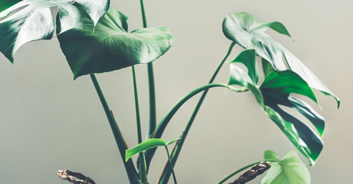 was kostet eine monstera Grosse Monstera