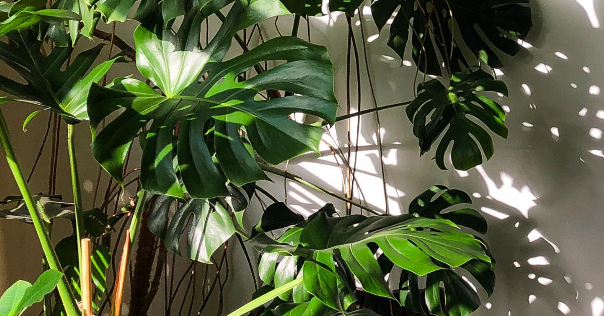 How to Prune A Monstera Deliciosa Houseplant
