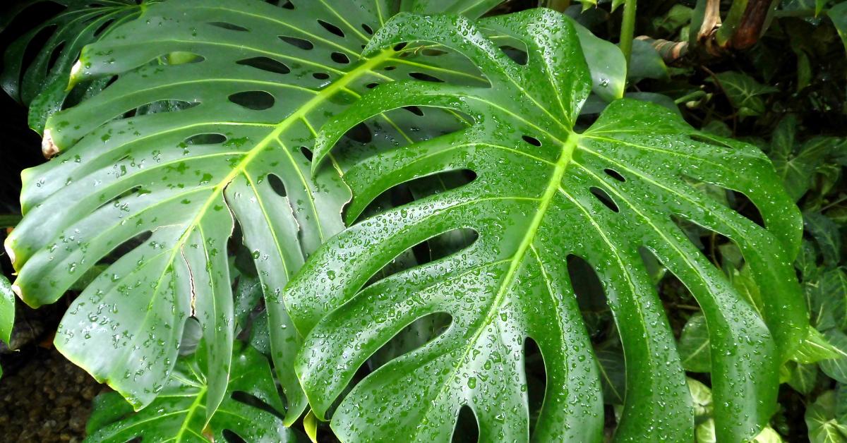 darf monstera in der sonne stehen Monstera deliciosa - Monstera deliciosa main image 0