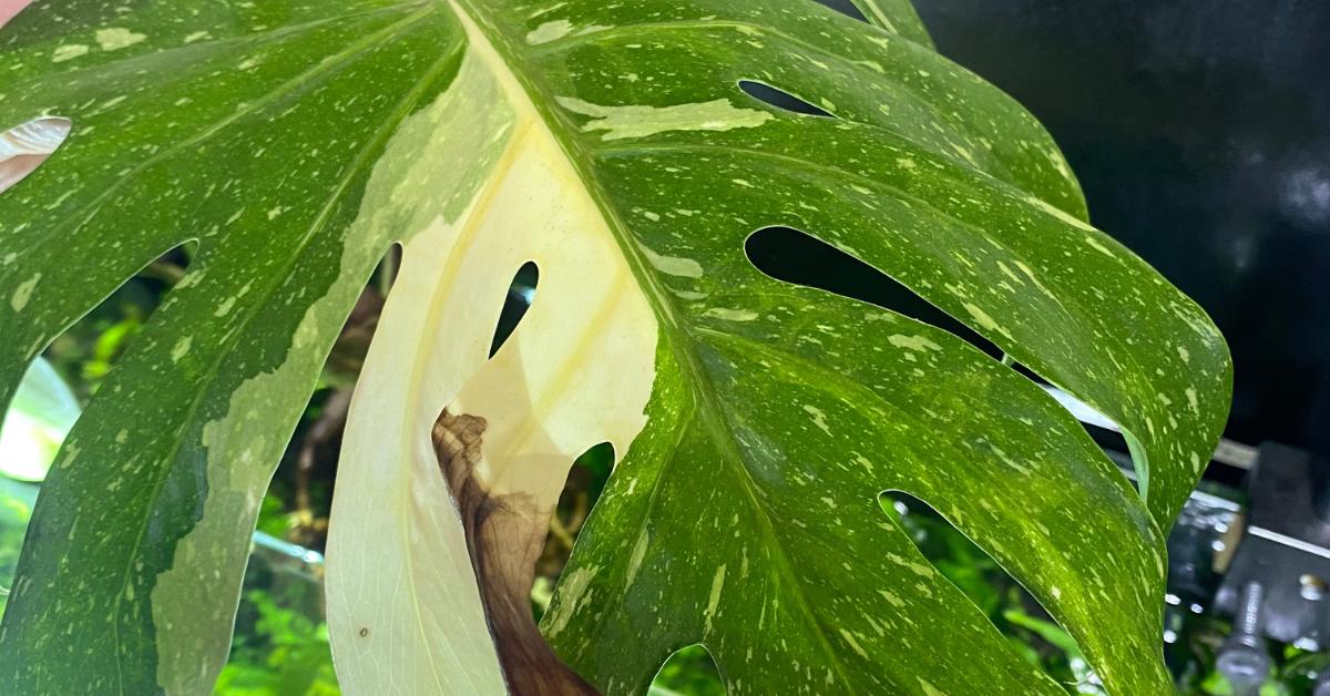 How to Grow A Monstera In A Fish Tank - Planet Houseplant
