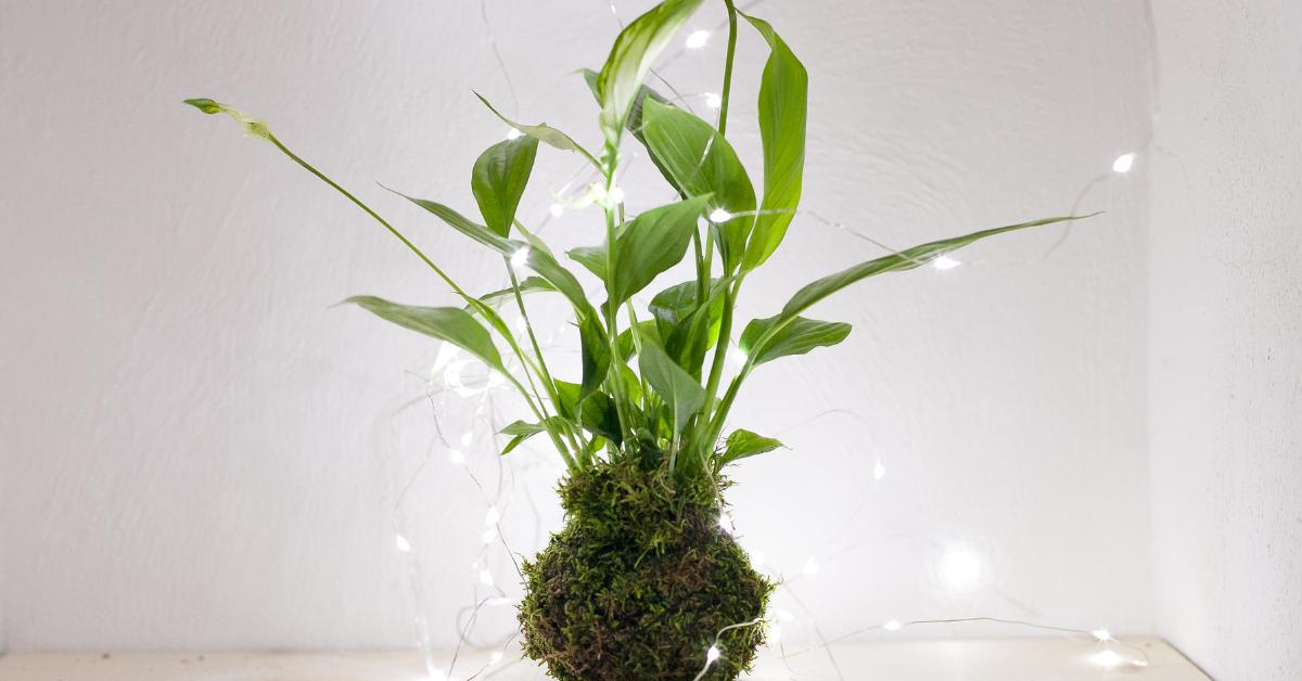 plant that looks like a spider plant Spider Plant | Chlorophytum Comosum