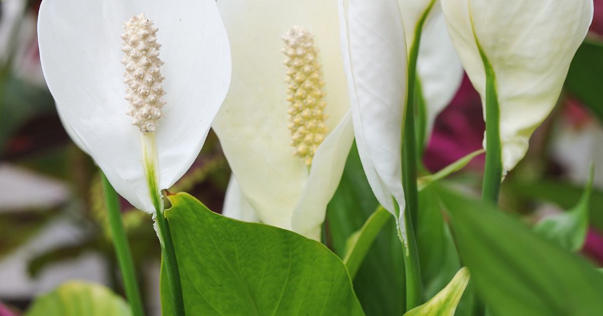 Light Requirements For Peace Lilies Houseplant