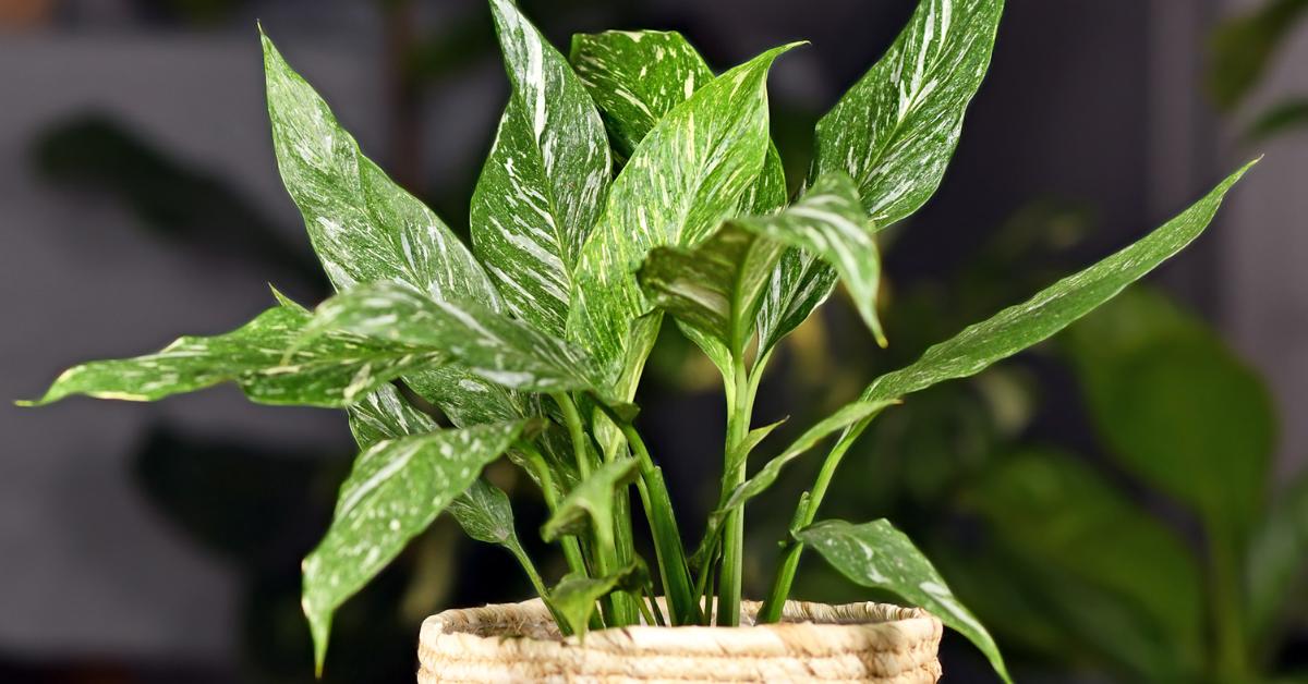How to Water A Peace Lily Houseplant