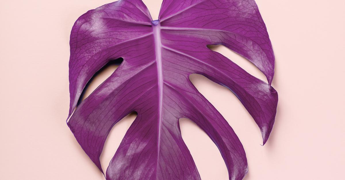 Pink Monstera Are A Scam Here Are Some Pink Aroid Options