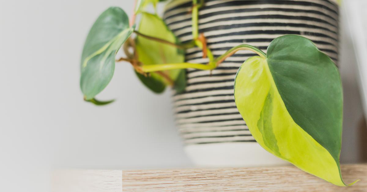 How to Care For Philodendron Brasil - Planet Houseplant