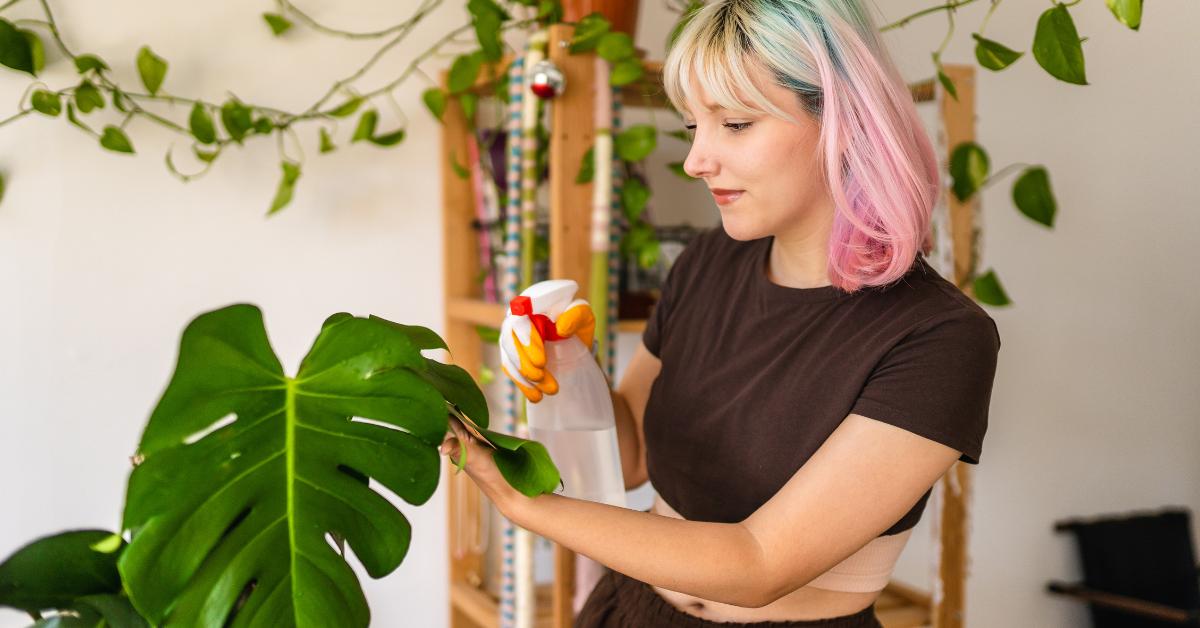 coffee arabica indoor plant Arabica Coffee Plant – Epic Gardening main image 0