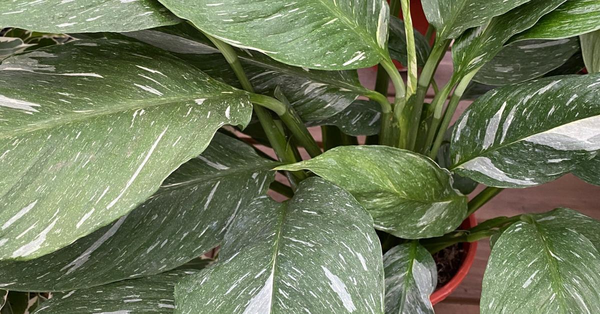 The Complete Guide to Variegated Peace Lilies - Planet Houseplant