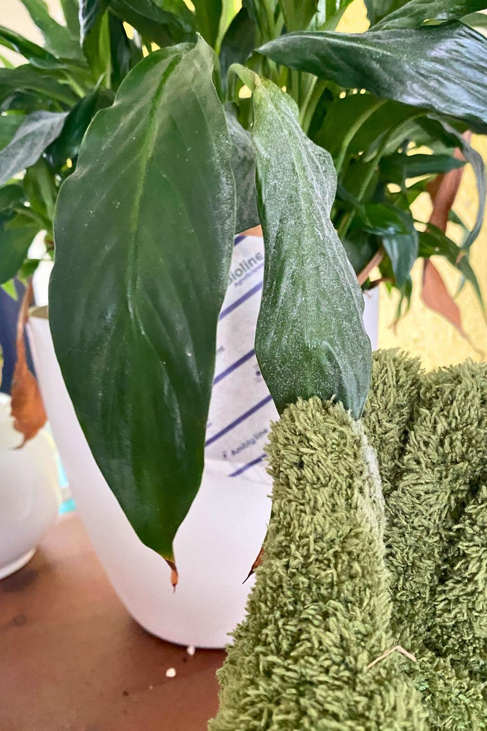 hope philodendron plant Philodendron Hope for Sale main image 1
