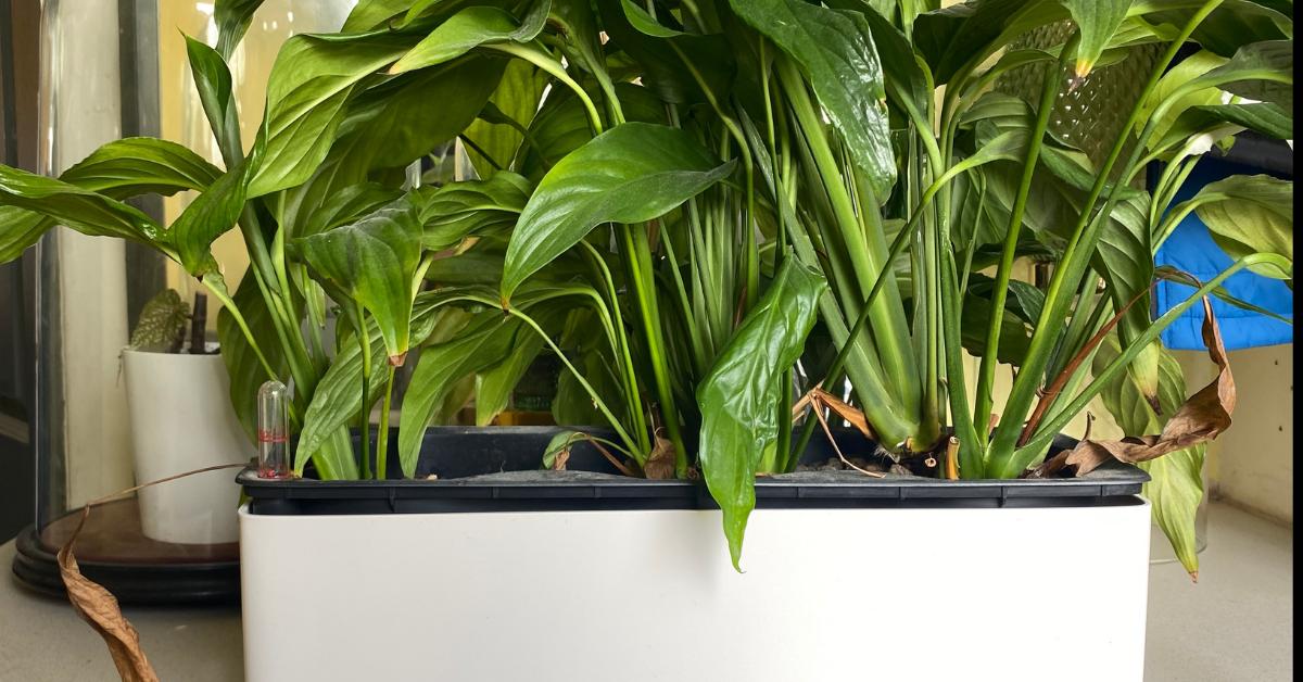 How To Prune A Peace Lily - Planet Houseplant