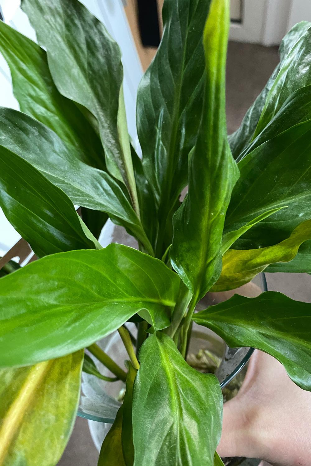 marble queen pothos scientific name MARBLE QUEEN POTHOS – Plantology Lab Trading main image 0