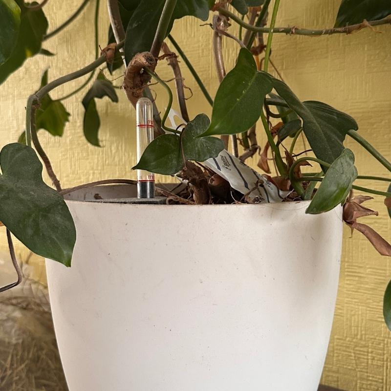 Best Self-Watering Planters: I Tested 8 So You Don't Have To (2026) -  Planet Houseplant